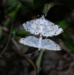 Pycnarmon cribrata