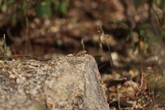 Sceloporus hunsakeri