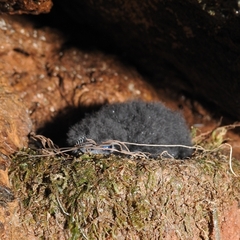 Cypseloides fumigatus