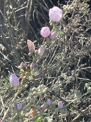 iNaturalist observation photo of southern coastal bushmallow