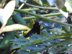 Cassiculus melanicterus