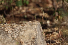 Sceloporus hunsakeri