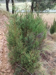 Cupressus arizonica