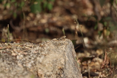 Sceloporus hunsakeri