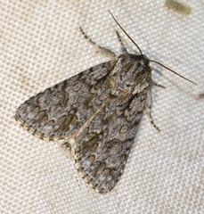 Acronicta auricoma