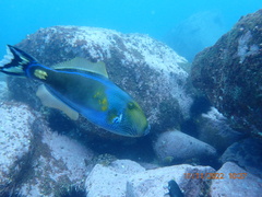 Meuschenia freycineti
