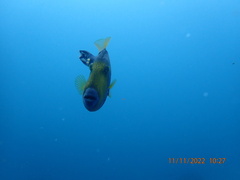 Meuschenia freycineti