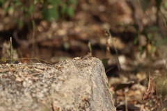 Sceloporus hunsakeri