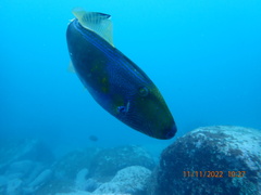 Meuschenia freycineti