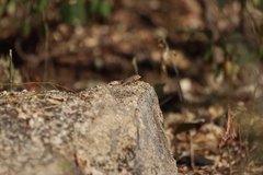 Sceloporus hunsakeri