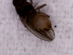 Drosophila repleta