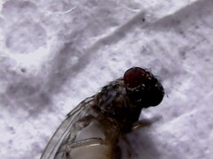 Drosophila repleta