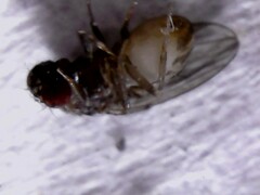 Drosophila repleta