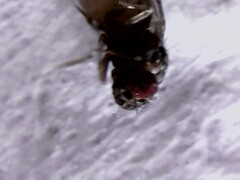 Drosophila repleta
