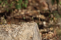 Sceloporus hunsakeri