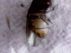 Drosophila repleta