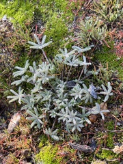 Lupinus bicolor