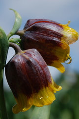 Fritillaria michailovskyi