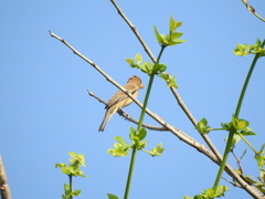 Passerina cyanea