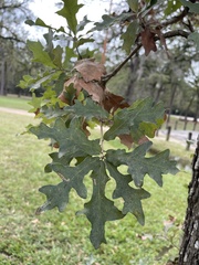 Quercus similis