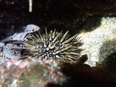 Echinometra mathaei