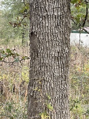 Quercus similis