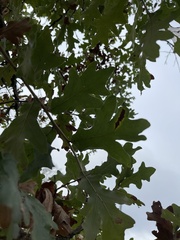 Quercus similis
