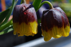 Fritillaria michailovskyi