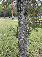 Quercus similis