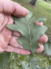 Quercus similis