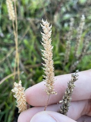 Plantago coronopus