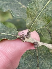 Quercus similis