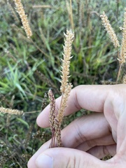 Plantago coronopus