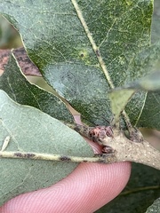 Quercus similis