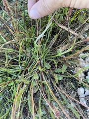 Plantago coronopus