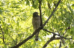 Rupornis magnirostris