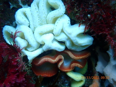 Sycozoa cerebriformis