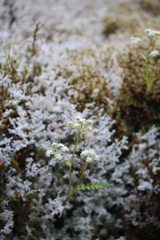 Anisotome aromatica