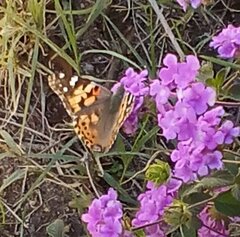 Vanessa cardui