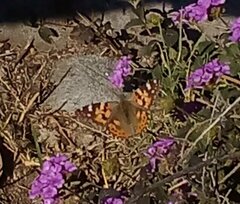 Vanessa cardui