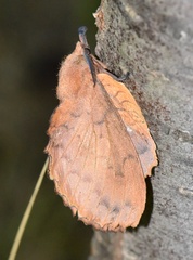Gastropacha quercifolia
