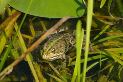 Pelophylax ridibundus