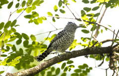 Thamnophilus doliatus