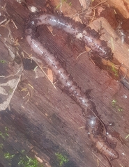 Lumbricus