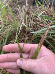 Panicum hemitomon