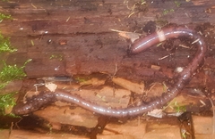Lumbricus