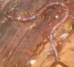 Lumbricus