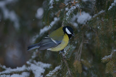 Parus major