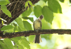 Elaenia flavogaster
