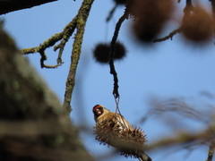 Carduelis carduelis
